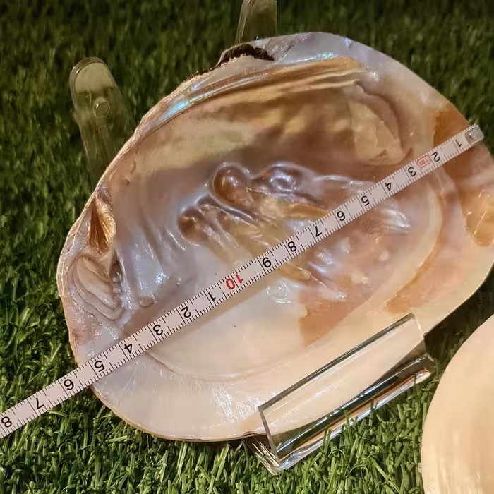 صدف طبیعی مروارید ساز .هفتسین.هدیه.ساخت آثارهنری