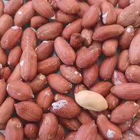 بادام زمینی آستانه اشرفیه محصول سال1403آستانه اشرفیه  تازه بو داده شده  