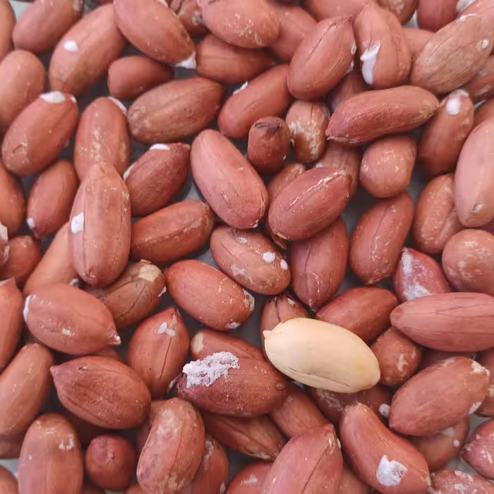 بادام زمینی آستانه اشرفیه محصول سال1403آستانه اشرفیه  تازه بو داده شده  