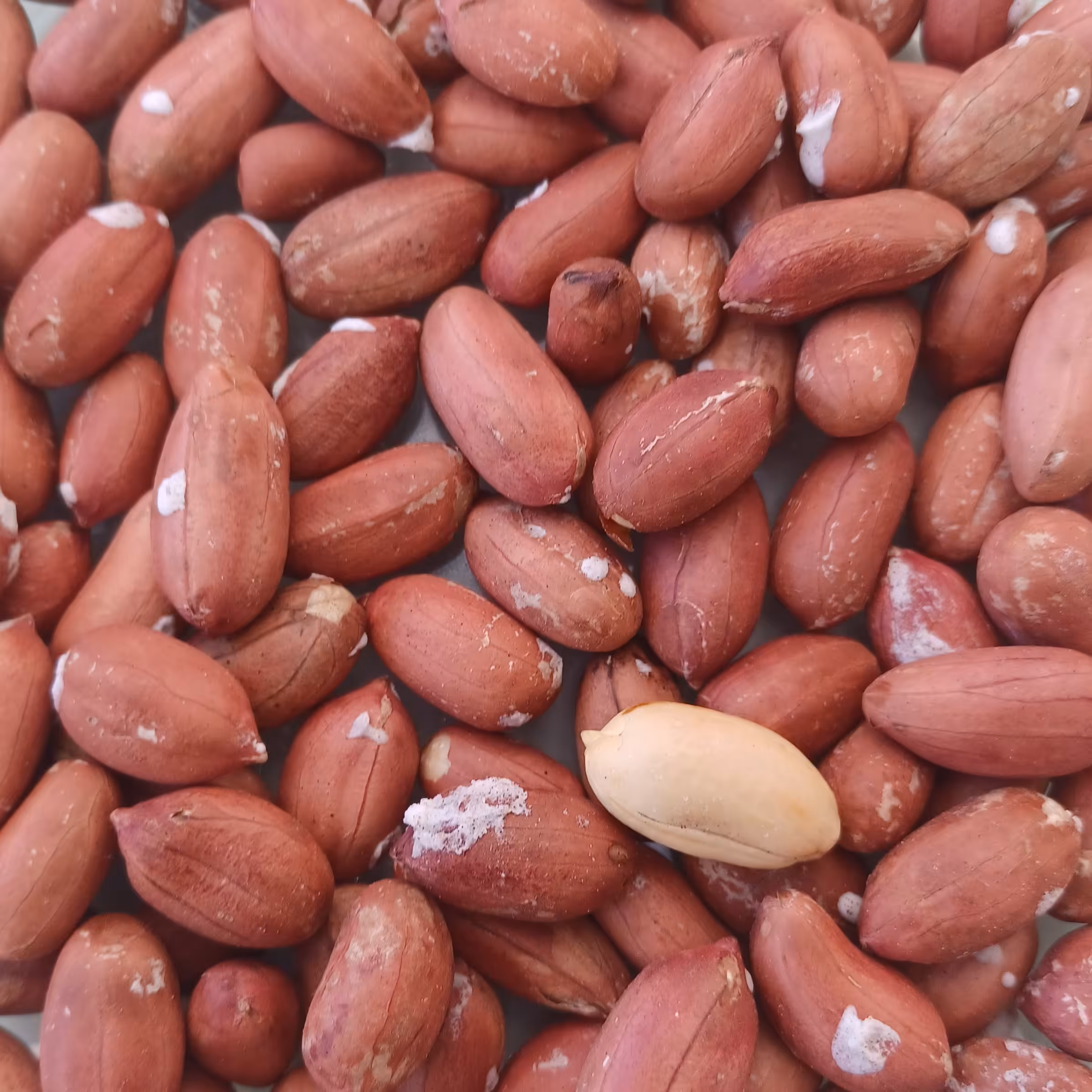 بادام زمینی آستانه اشرفیه محصول سال1403آستانه اشرفیه  تازه بو داده شده  