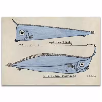 پوستر طرح ماهی