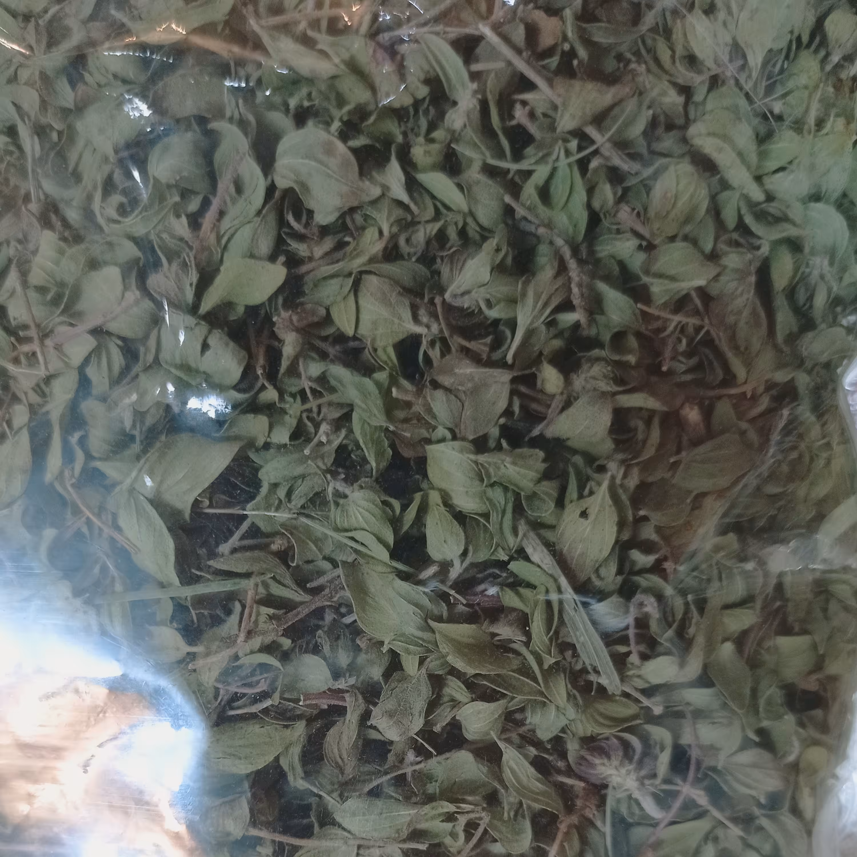 آویشن کوهی  خراسان