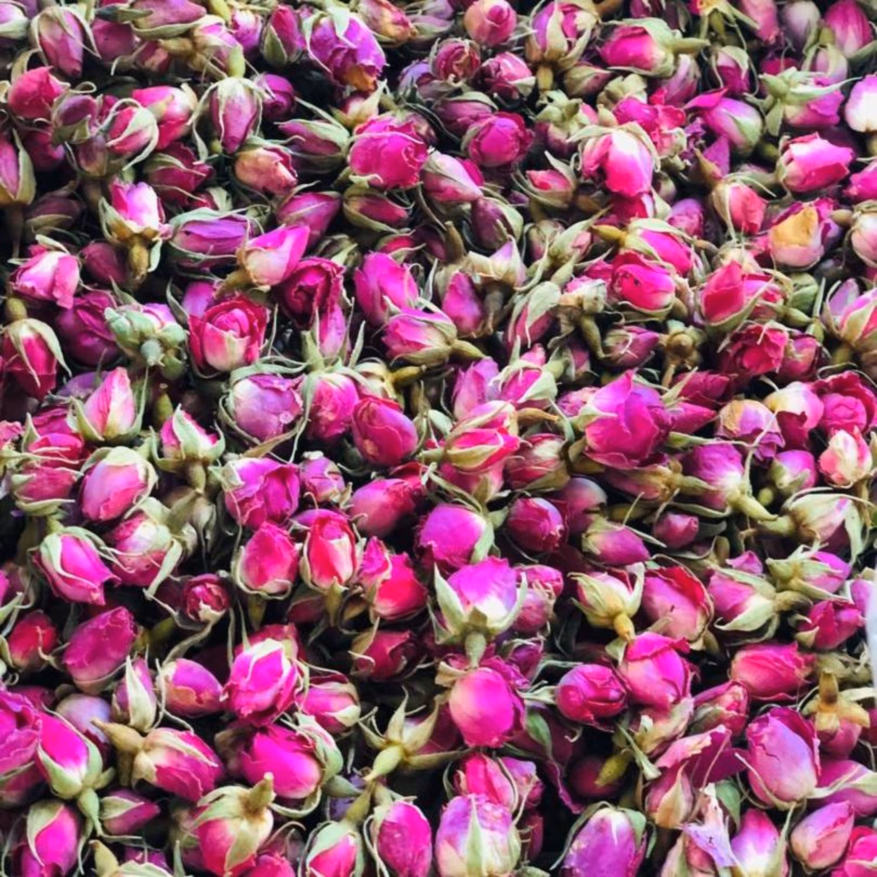 غنچه گل محمدی داراب(1کیلو)