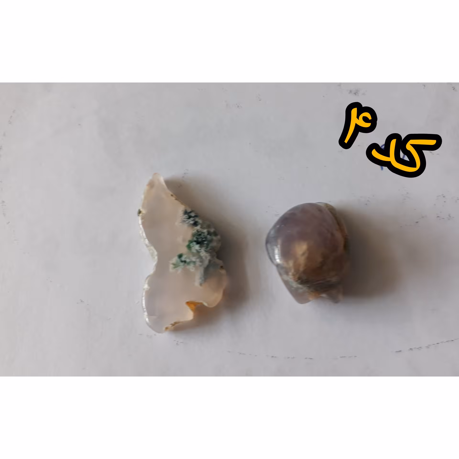 پک دوتایی اسلایس کلکسیونی شجر کد 4