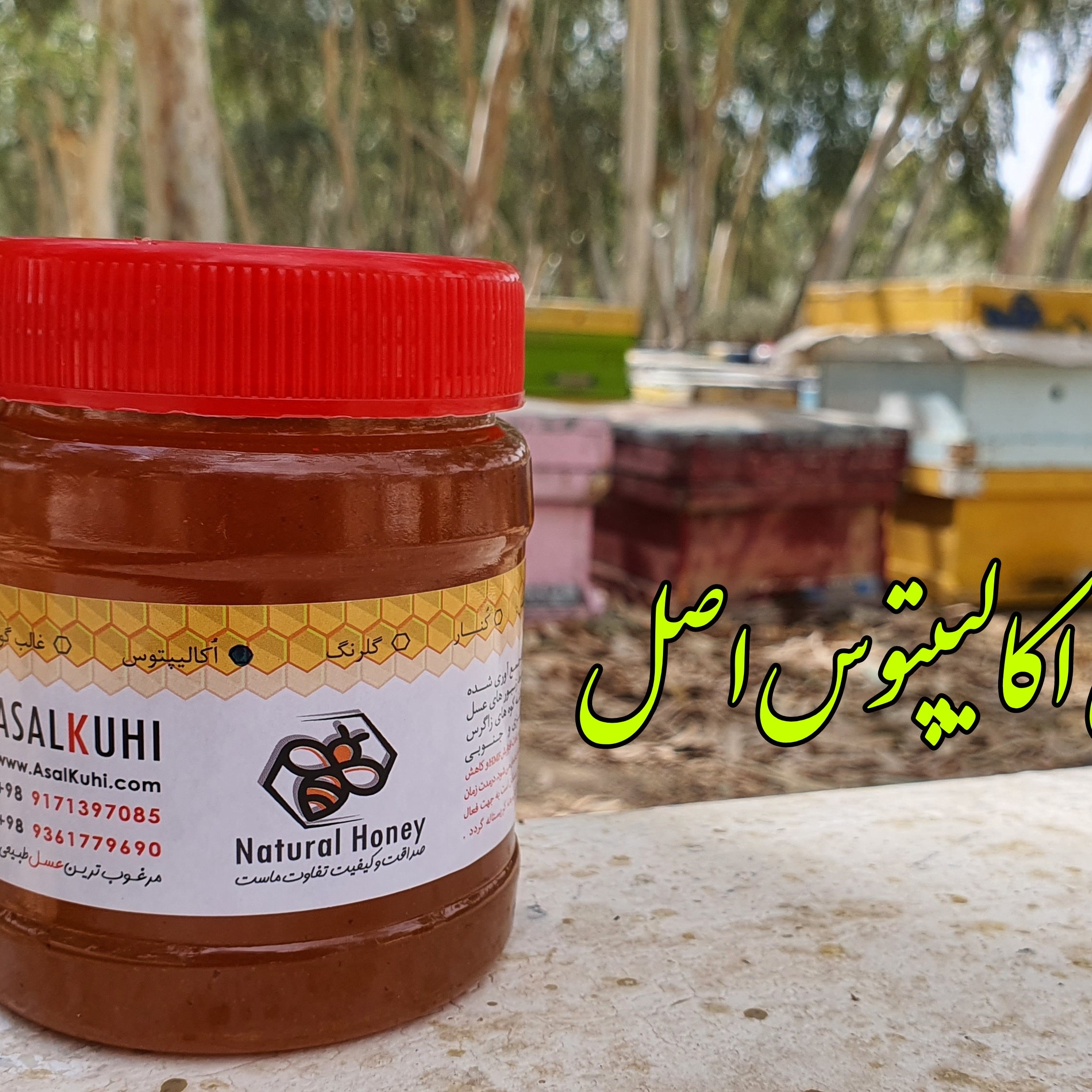 عسل اکالیپتوس 500 گرمی