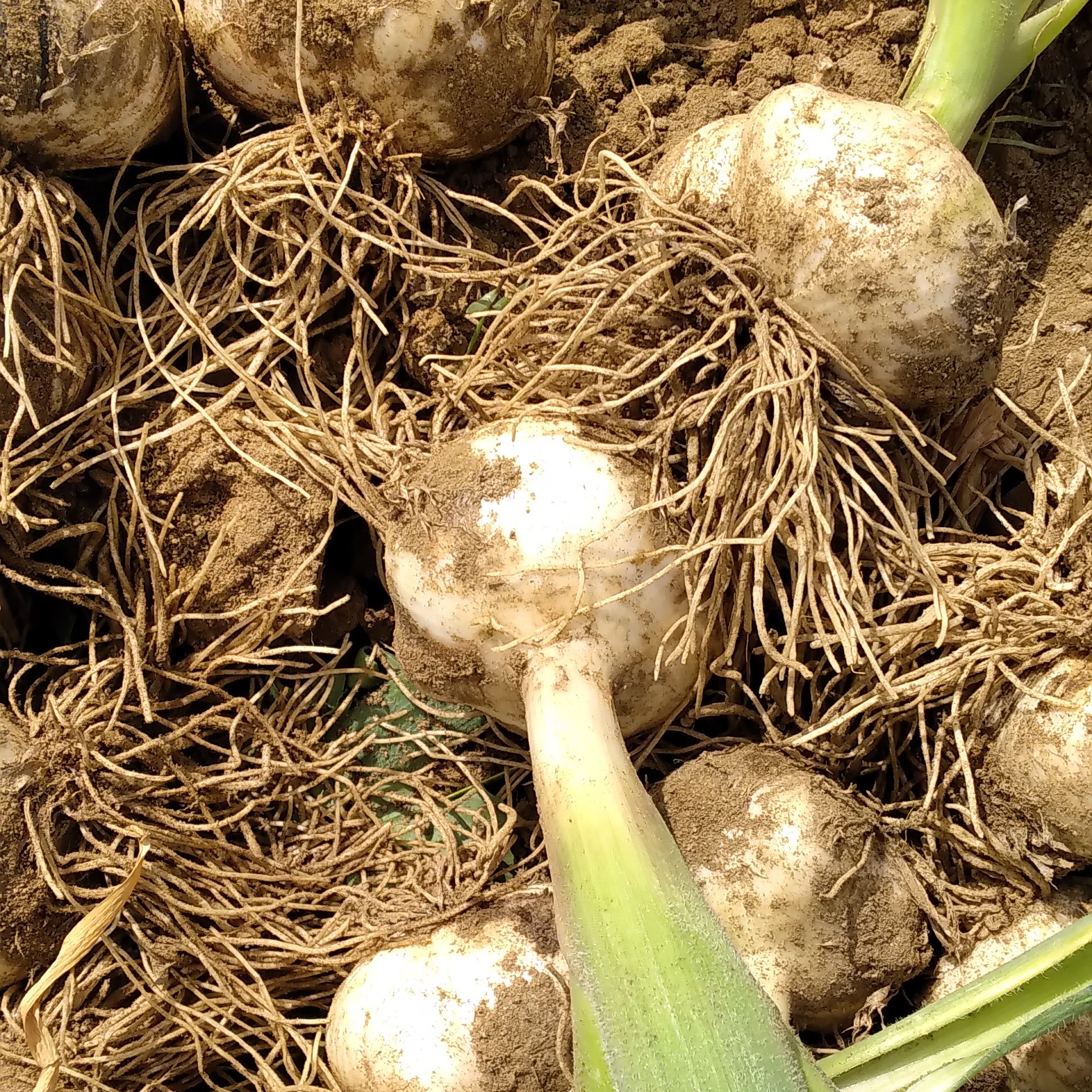 موسیر تازه همدان