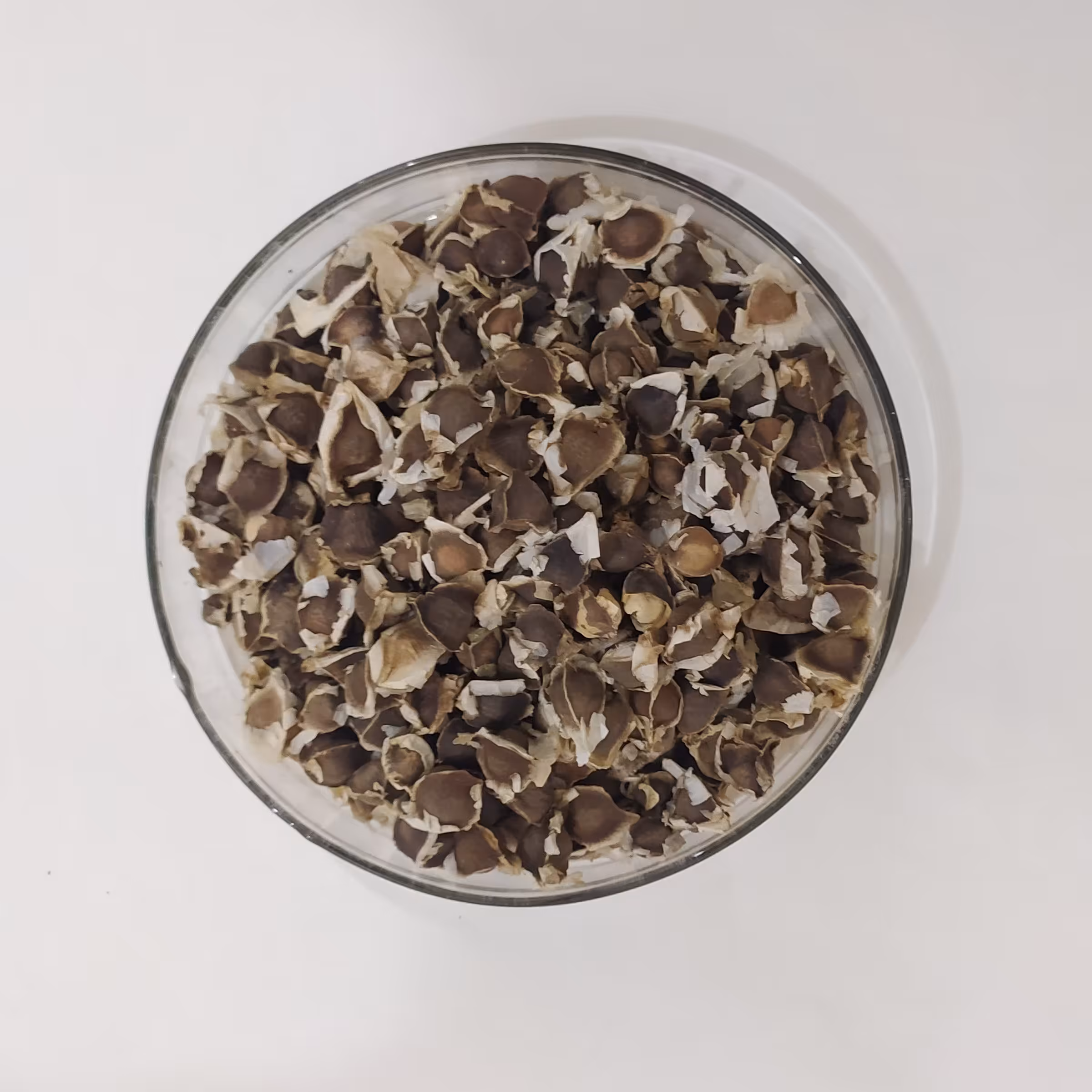 بذر مورینگا جهت روغن گیری