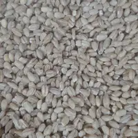 جو پوست کنده اردبیل