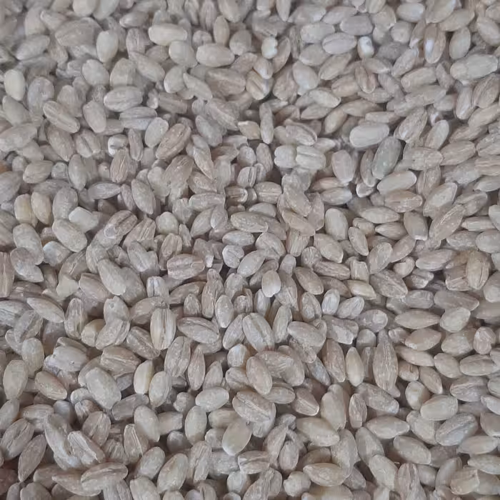 جو پوست کنده اردبیل