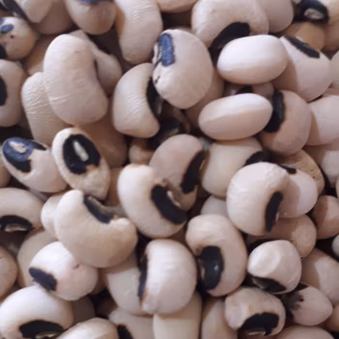 لوبیا چشم بلبلی تازه و پاک شده