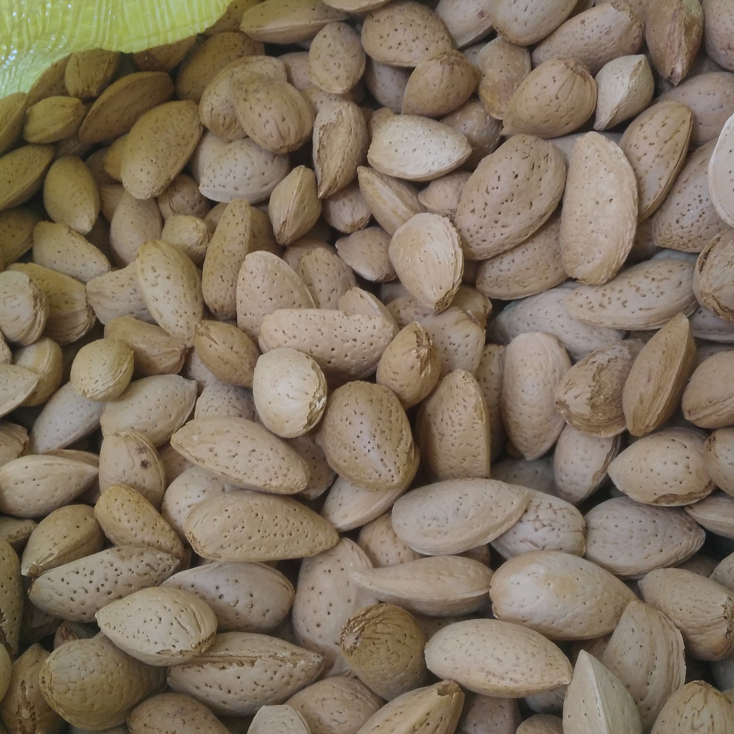 بادام مامایی صادراتی درجه یک و با کیفیت(