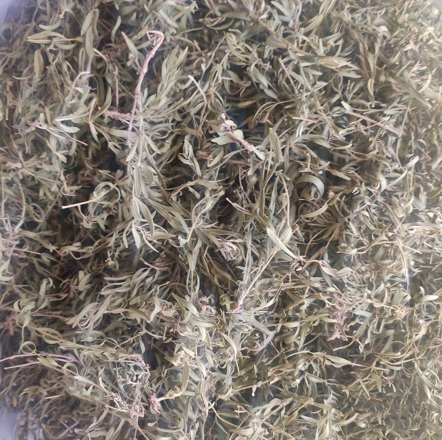 اویشن باغی برگ باریک 100 گرمی