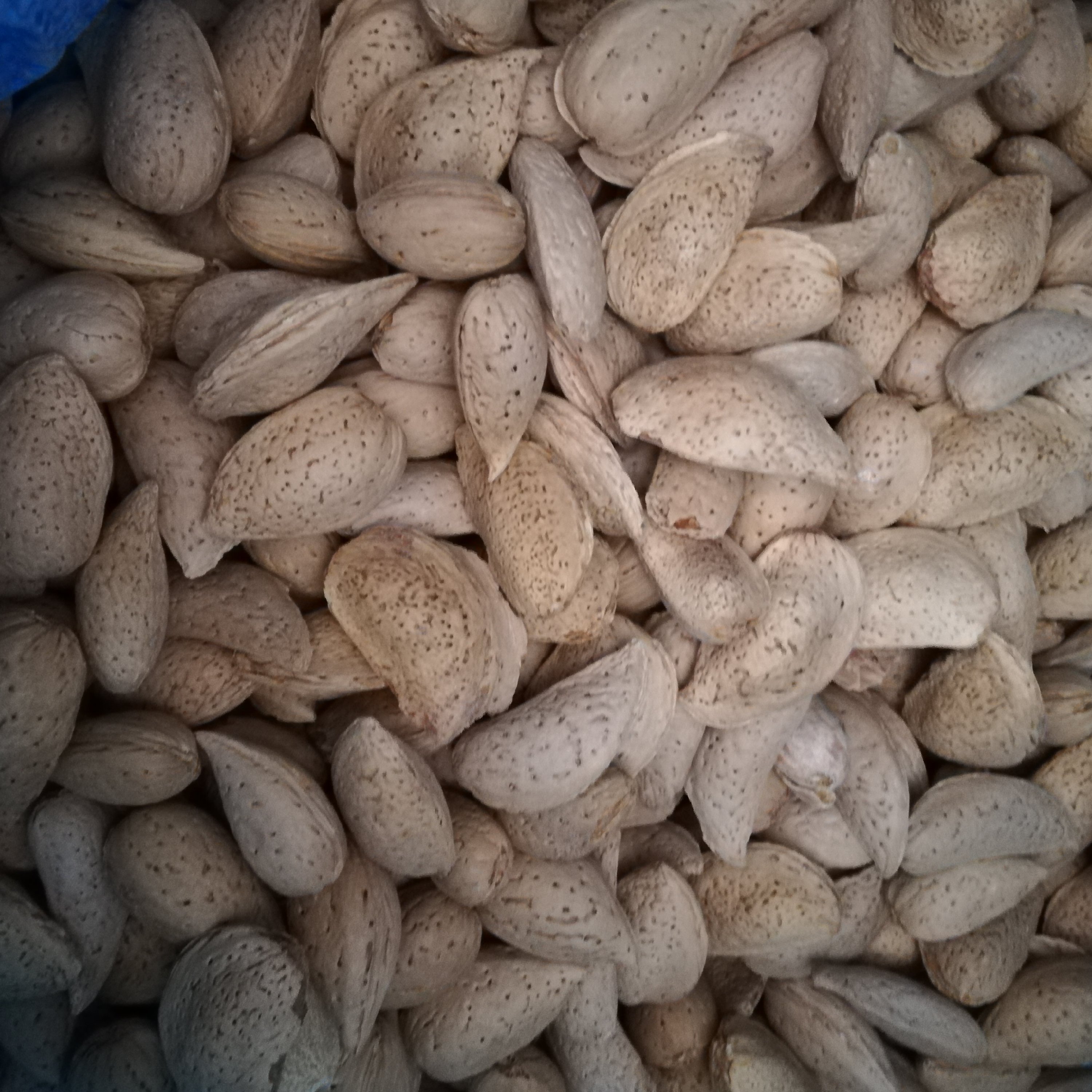 بادام سنگی صدرصد شیرین( 4 کیلویی) (ارسال رایگان)