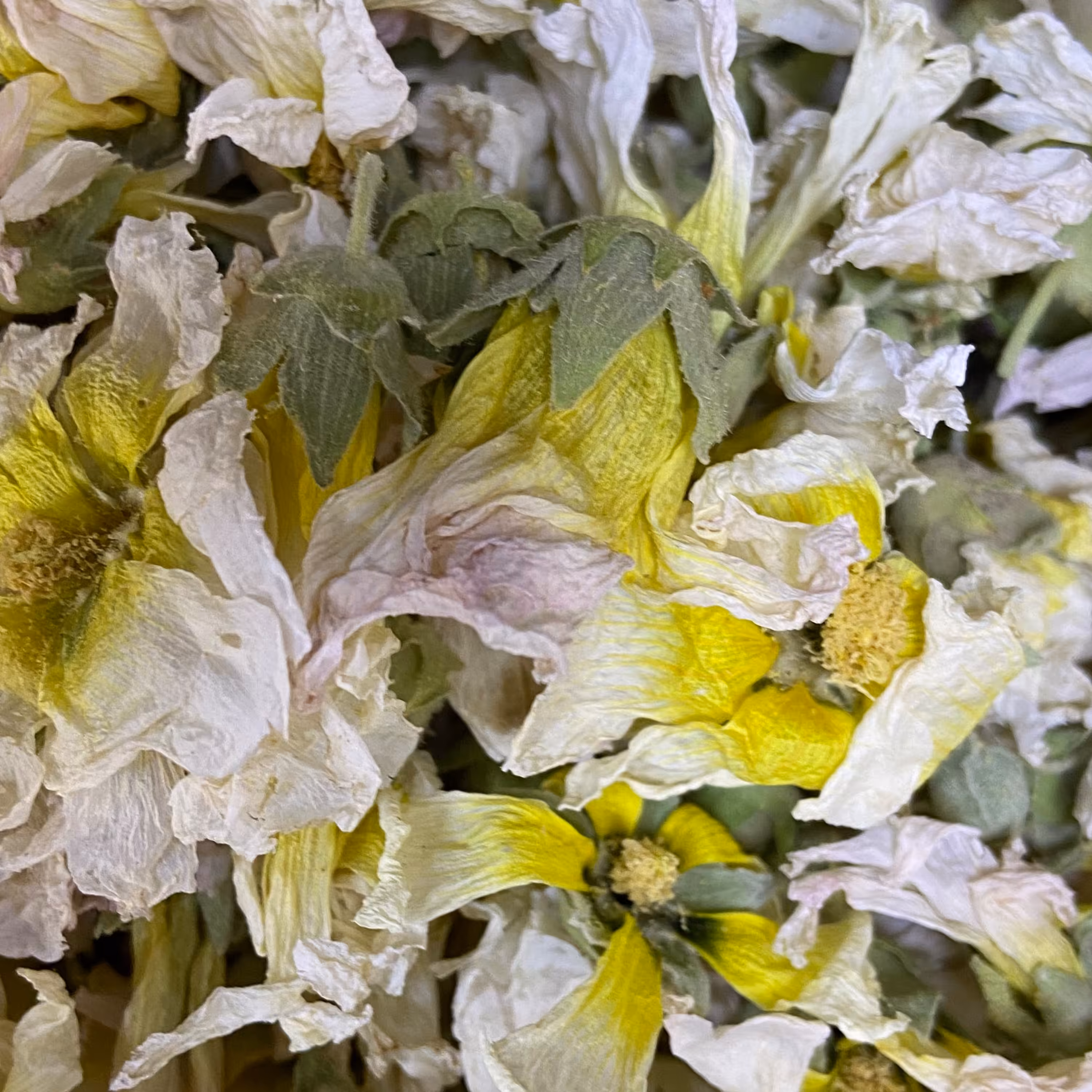 گل ختمی سفید (200گرمی)