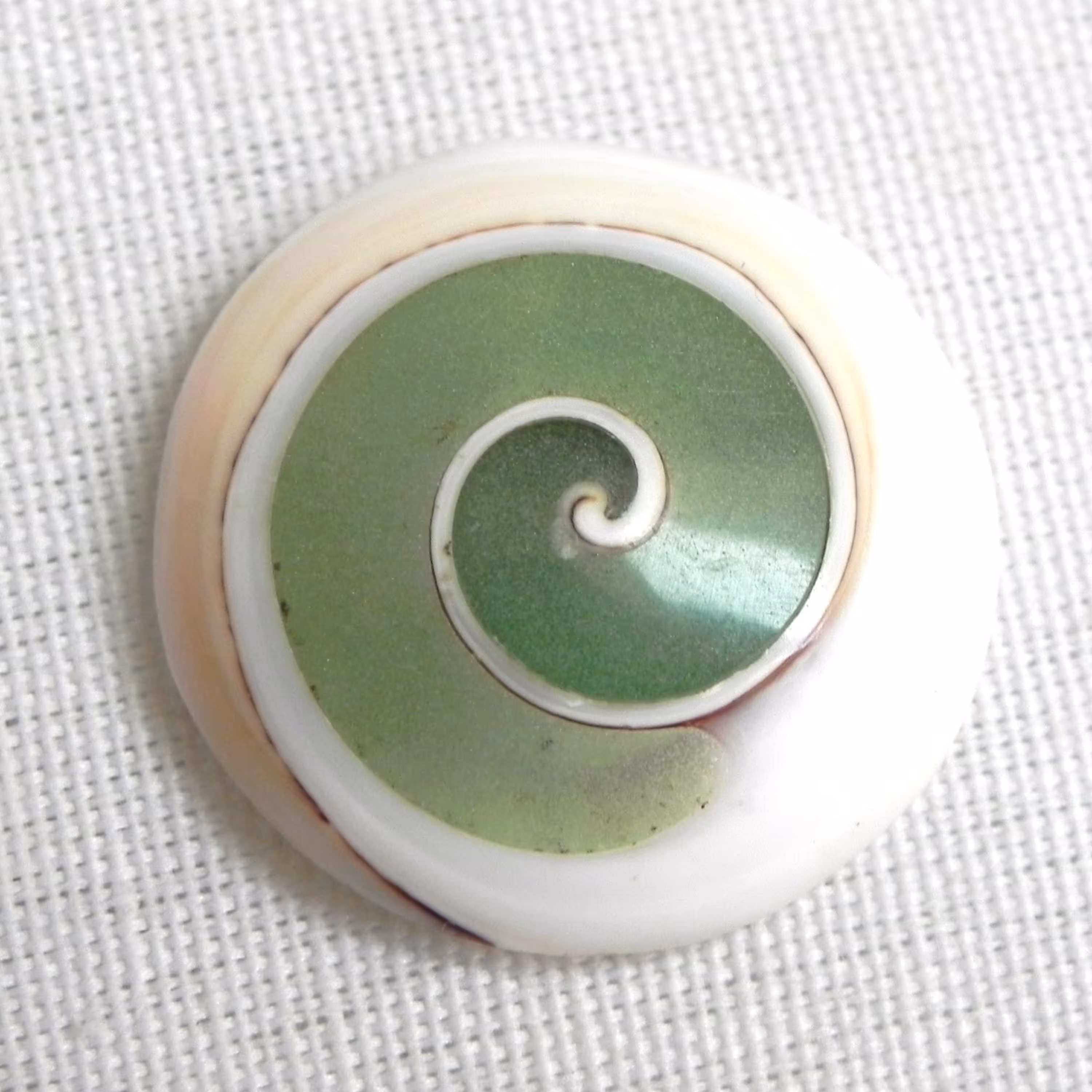 صدف شب تاب  اصل معدنی  فسفری2سانت  مناسب برای انگشتری و گردنی