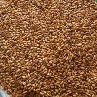 گندم برشته