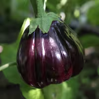 بذر بادمجان دلمه سهراب بسته 20 عددی