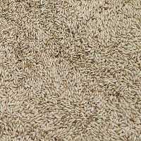 تخم کتان ایرانی یک کیلو  (پس کرایه)