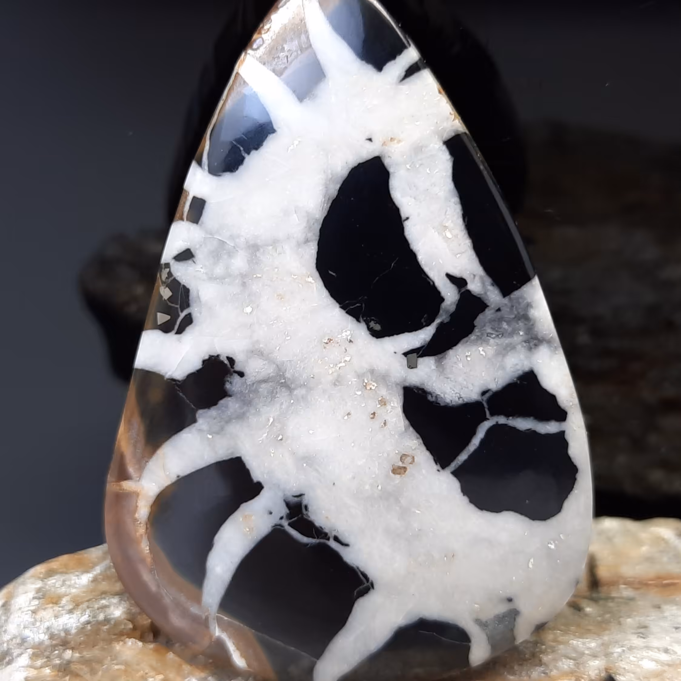 سپتارین گردناتیس مراکش(حجرالجن)