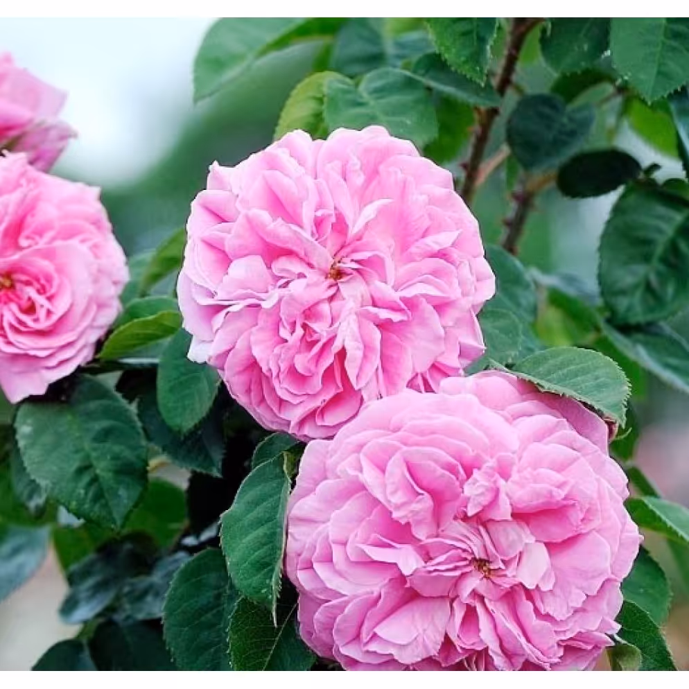 بوته گل محمدی بدون خار