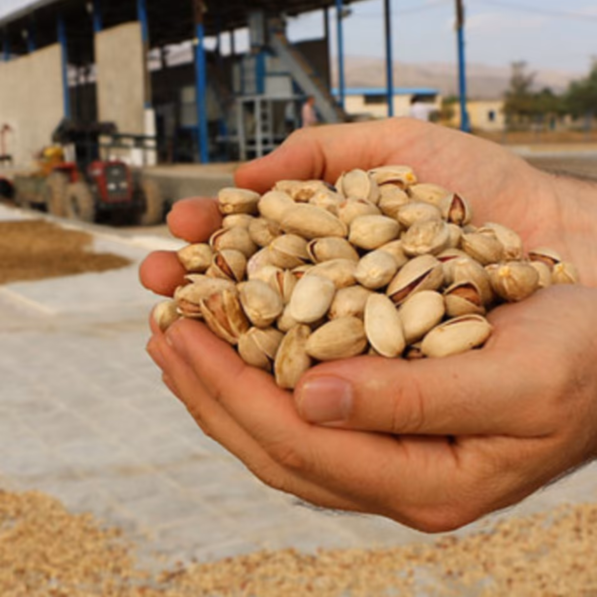 پسته امساله دامغان خوش طعم، درجه یک و با کیفیت در بسته های سه کیلو گرمی