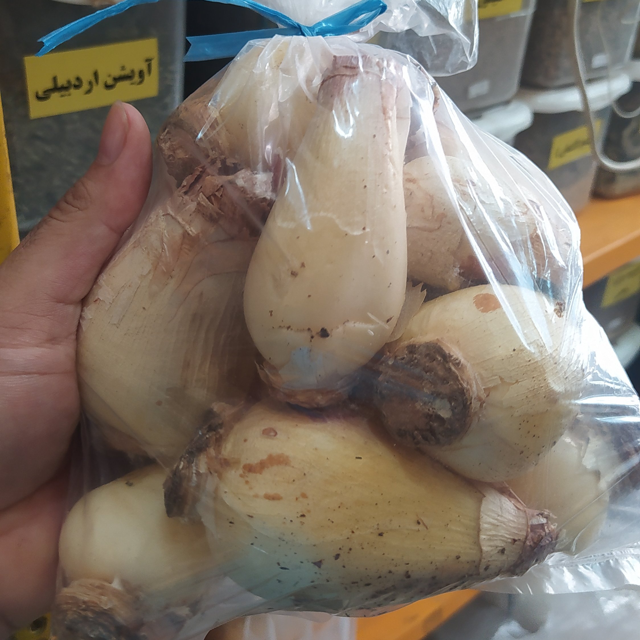 پیاز عنصل تازه پیاز عنصل 100 گرم