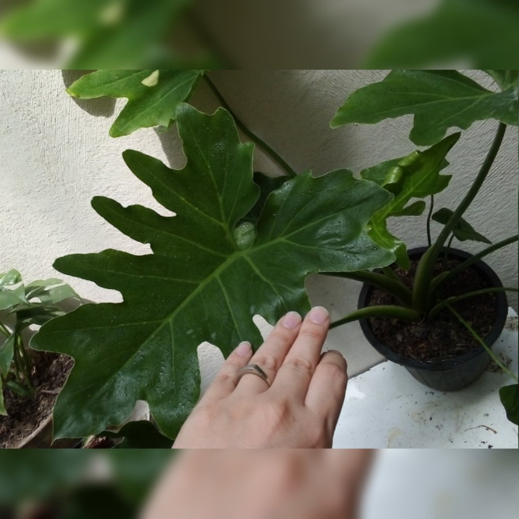 گل و گیاه طبیعی برگ انجیری فر کیفیت عالی 