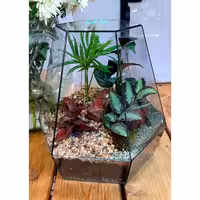 تراریوم شیشه ای چندوجهی مدل پارادایس هدیه ای خاص