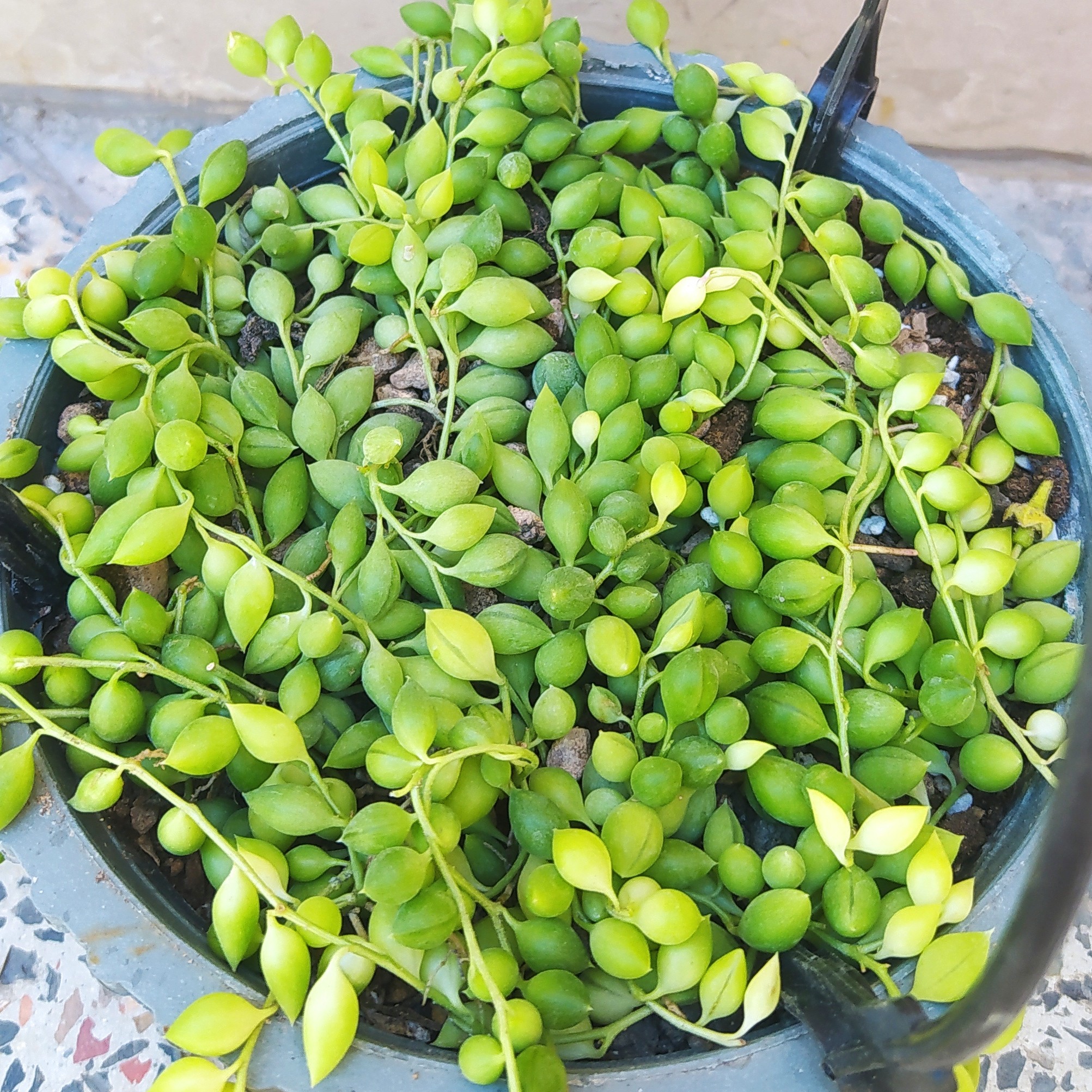 سنسیو غوره ای سبز 