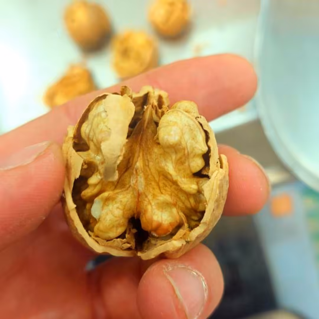 گردو درجه یک ایرانی ( 1 کیلوگرمی ) فروشگاه بدیسا