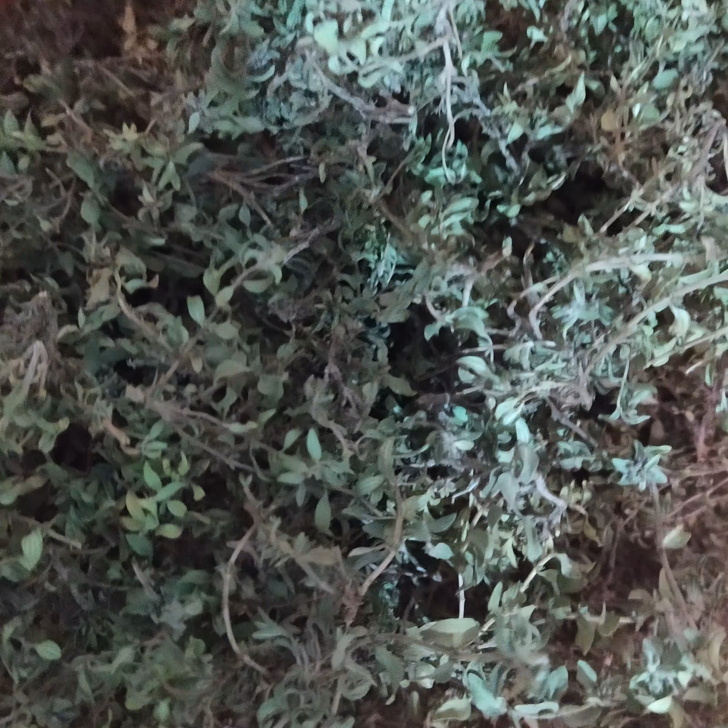 آویشن کوهی لواسان.وزن محصول بسته 50گرمی.شسته و بدون ساقه 