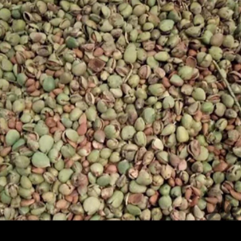 بادام کوهی باغلاف تازه چیده شده 100کیلو ارسال باربری پس کرایه