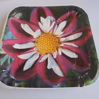 بشقاب یکبار مصرف کاغذی