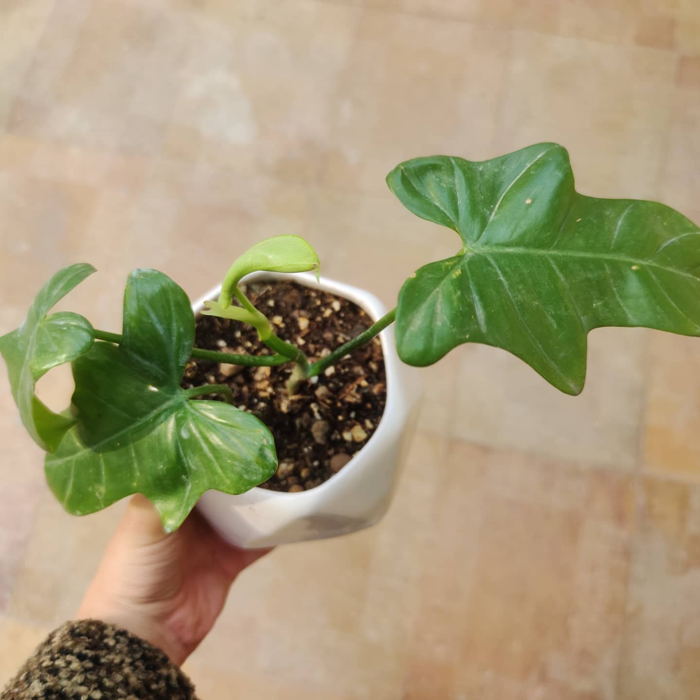 گل و گلدون فیلدندرون ویالونی(ارسال با اتوبوس وپس کرایه)