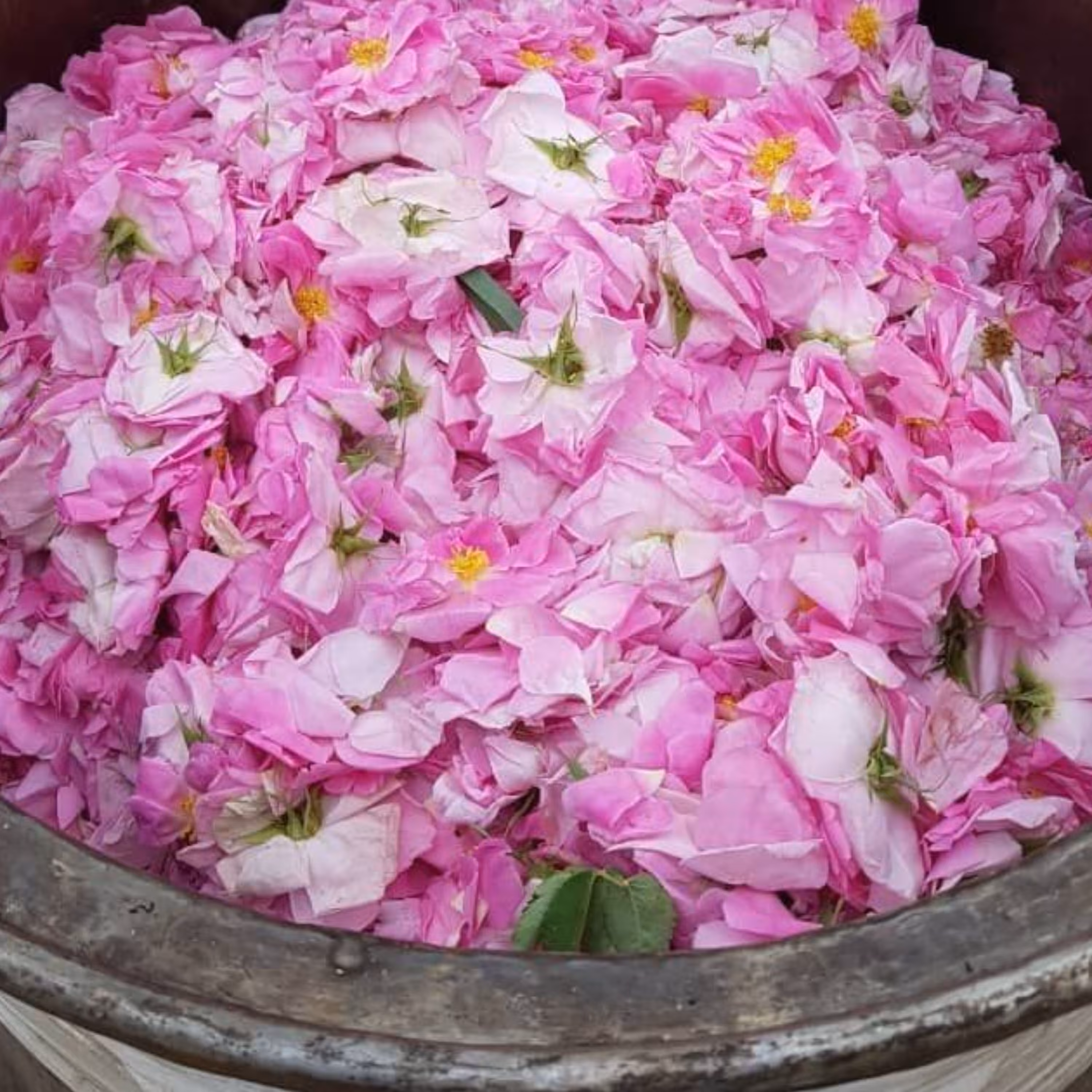 گلاب معطر وتازه یک بطری