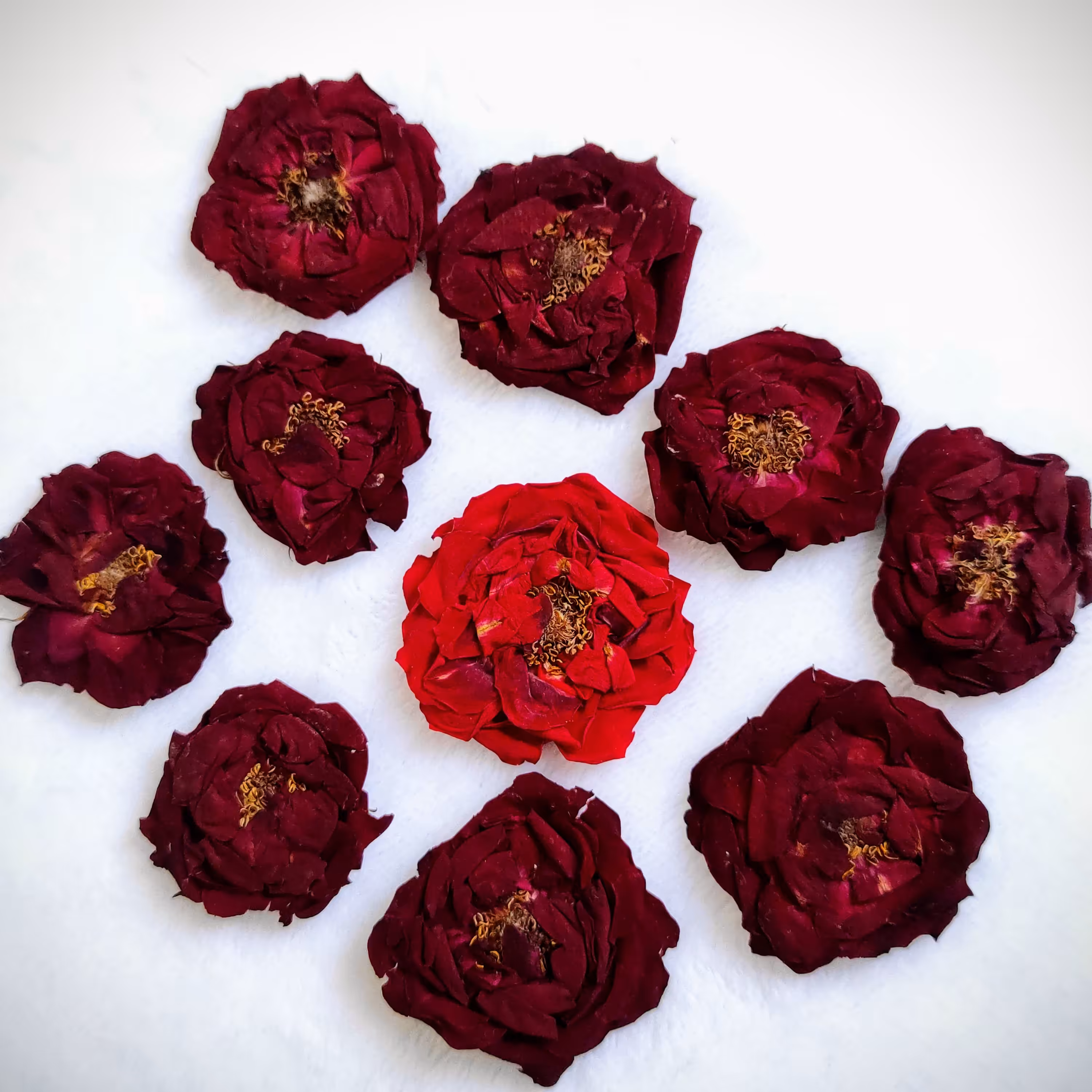 خرید گل خشک شده مخصوص رزین مدل گل نسترن قرمز بسته 10 تایی