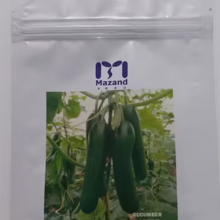 بذر خیار گلخانه 500 عدد. ارسال رایگان