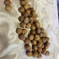 فندوق درجه یک روستا کهندان محصولی از دل روستا در بسته بندی 250گرمی