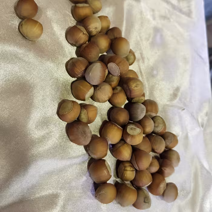 فندوق درجه یک روستا کهندان محصولی از دل روستا در بسته بندی 250گرمی