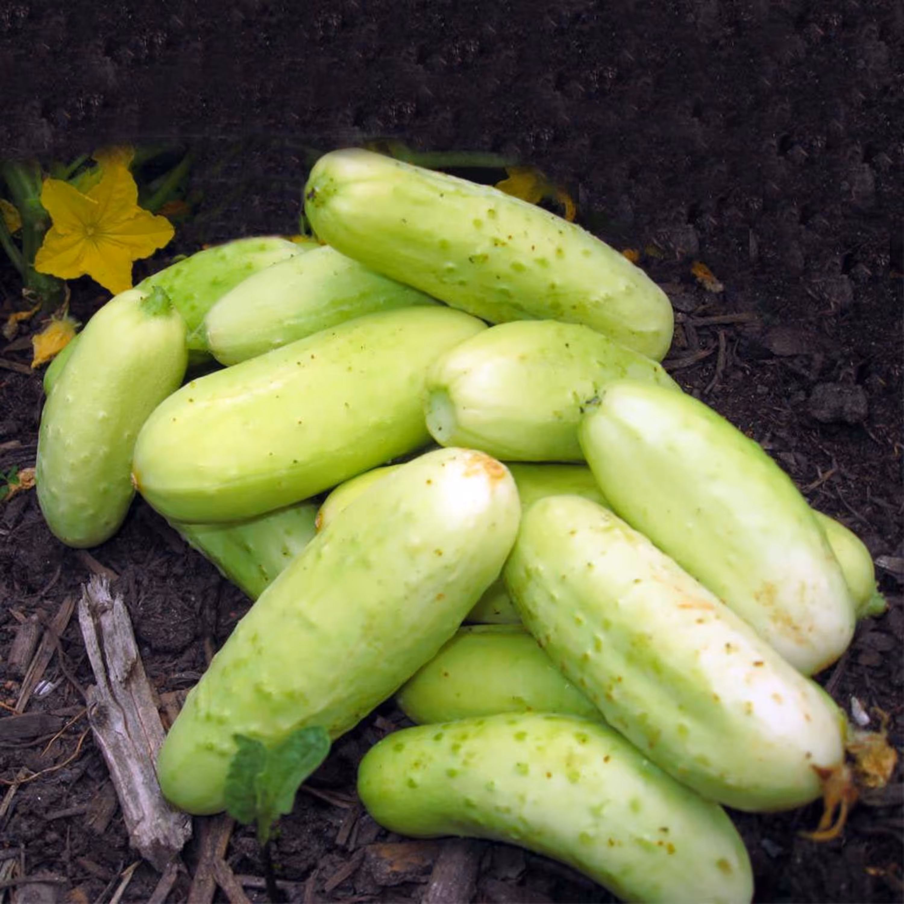 بذر خیار چنبر سلطنتی