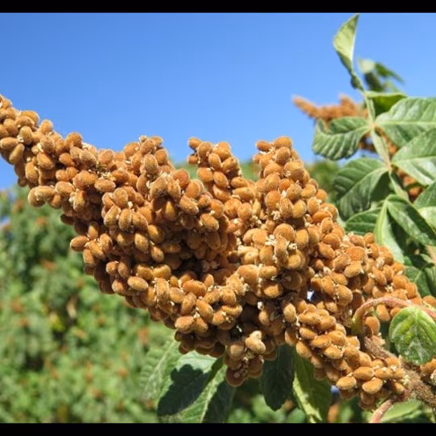 سماق خالص کوهی