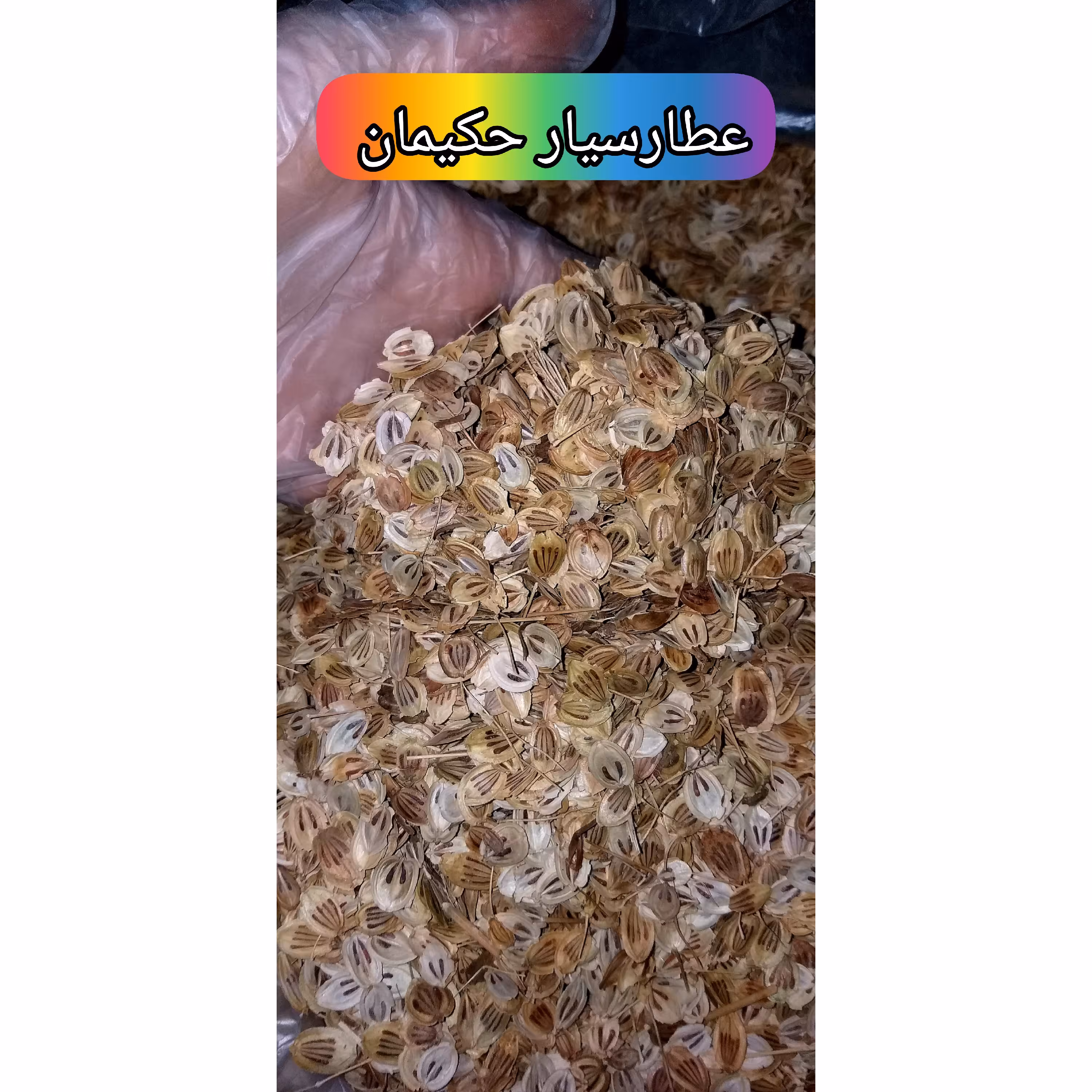 گلپر درشت ( 55 گرمی ) 