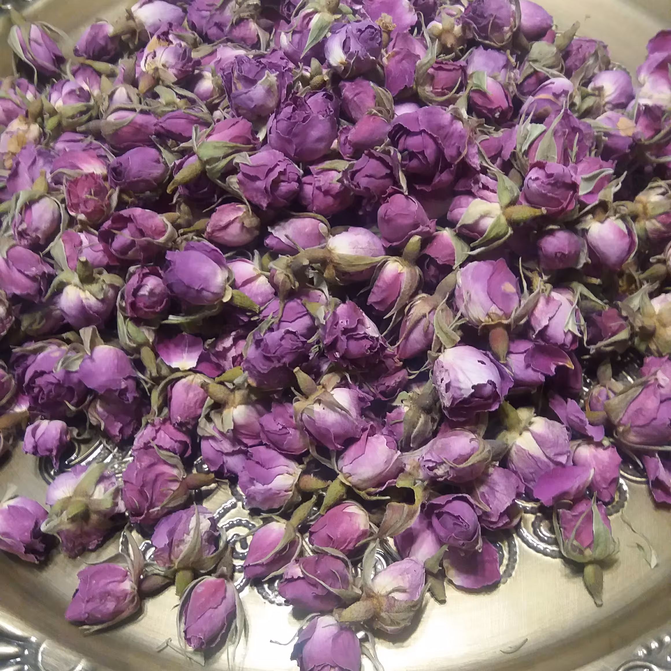 غنچه گل محمدی 