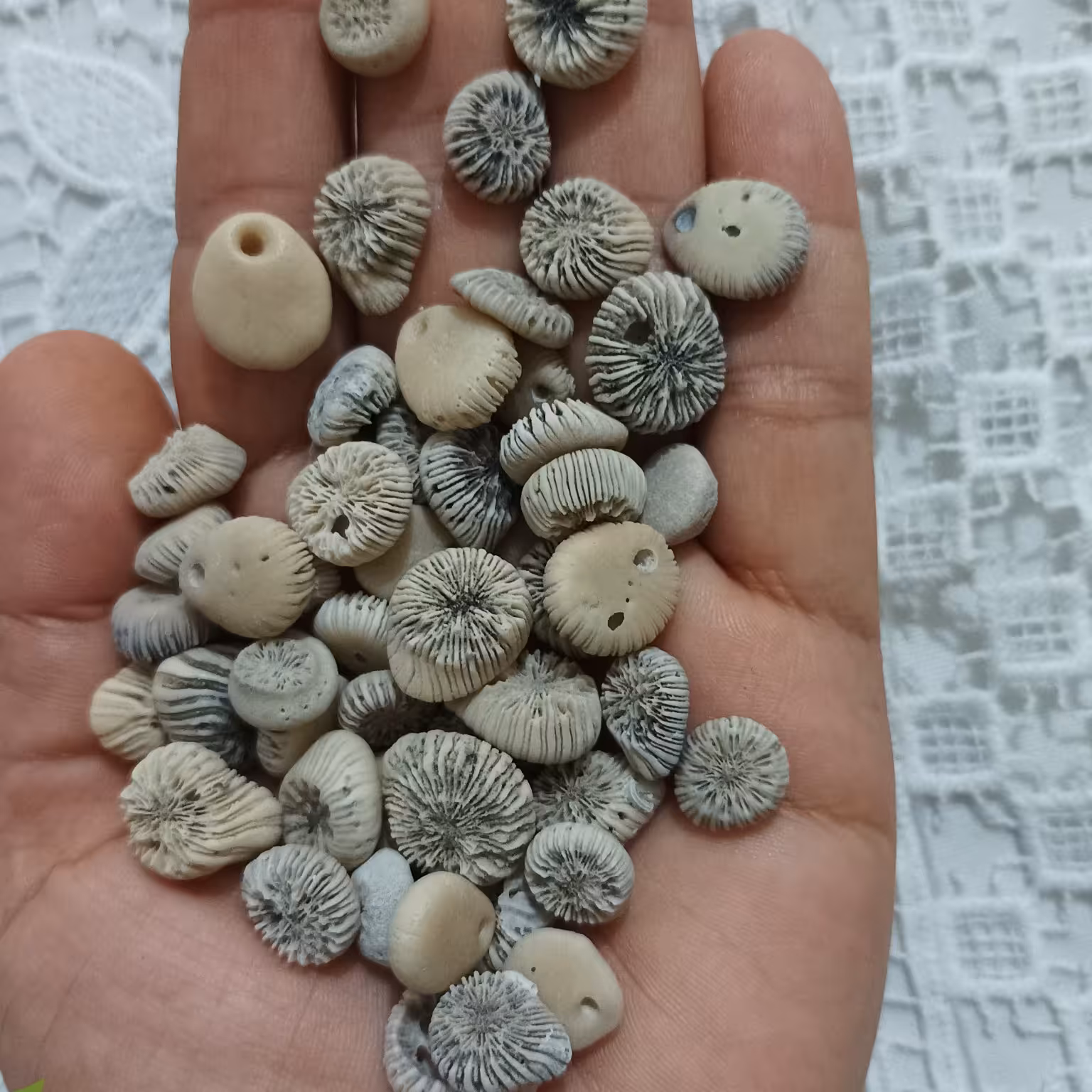 10 عدد مرجان دکمه ای مناسب شمع، رزین و تابلو