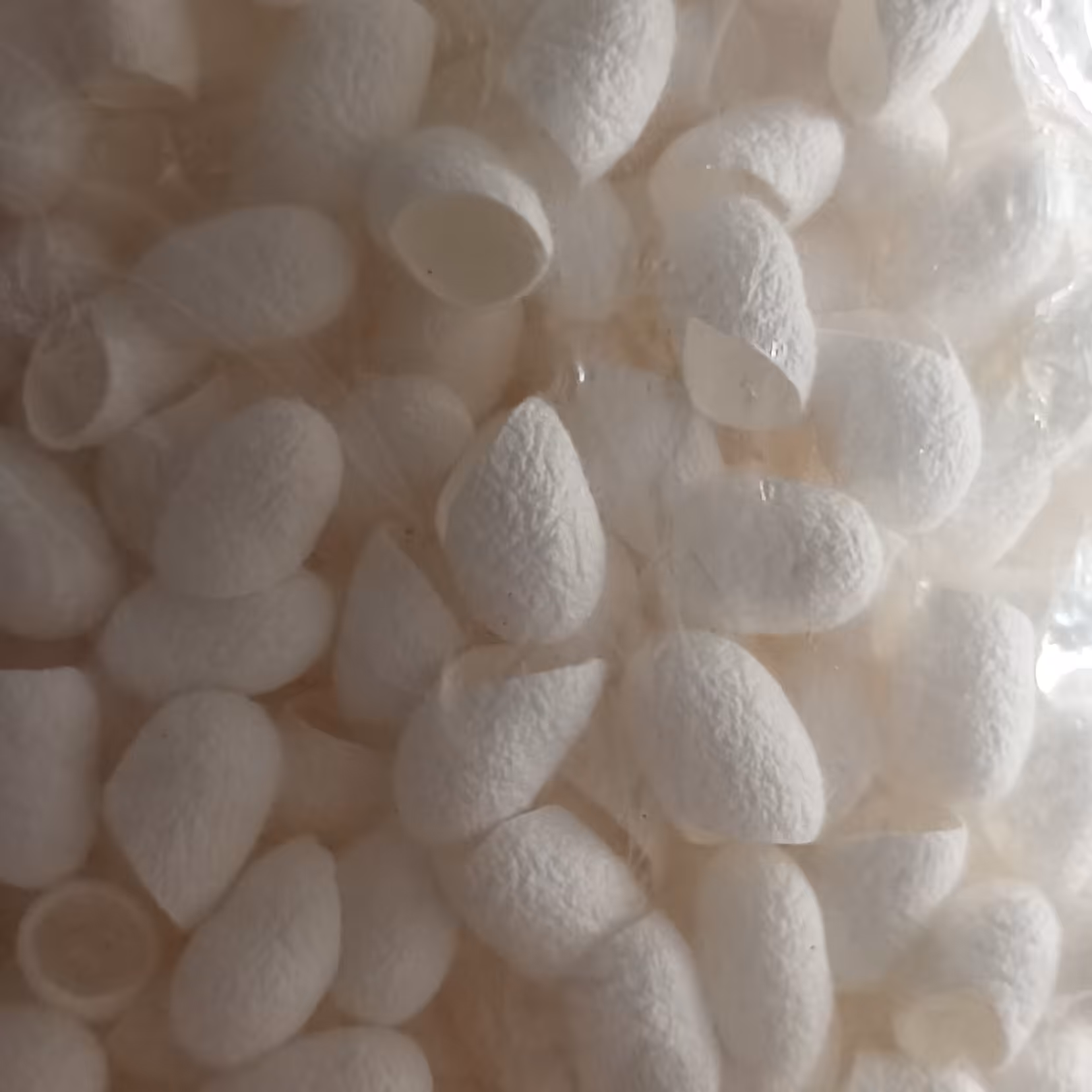 پیله ابریشم 20تایی ارسال رایگان 