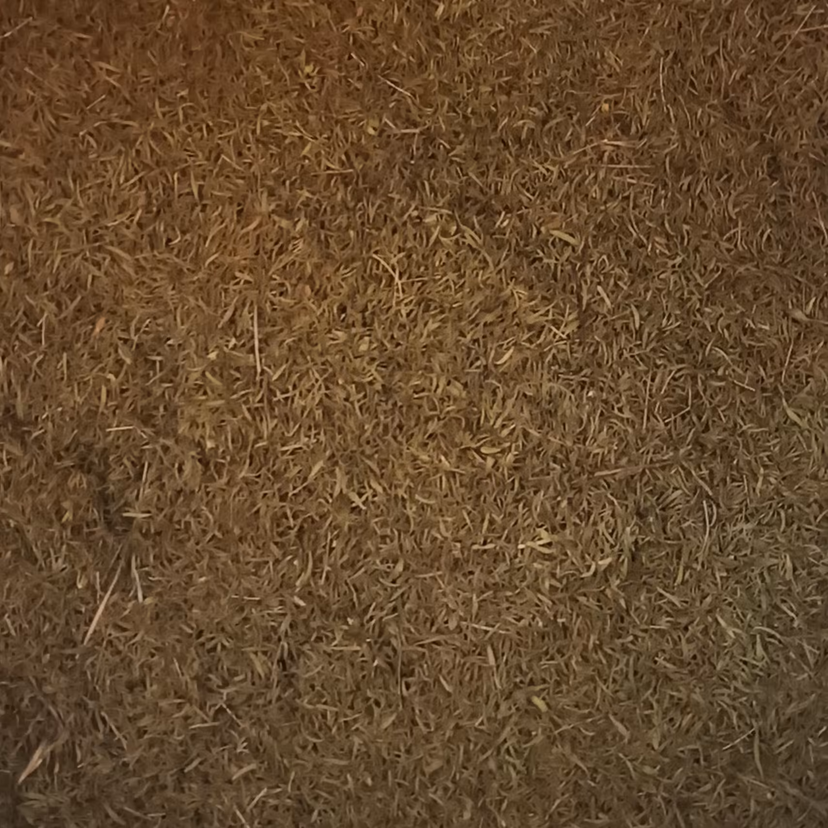 آویشن سوزنی کوهی