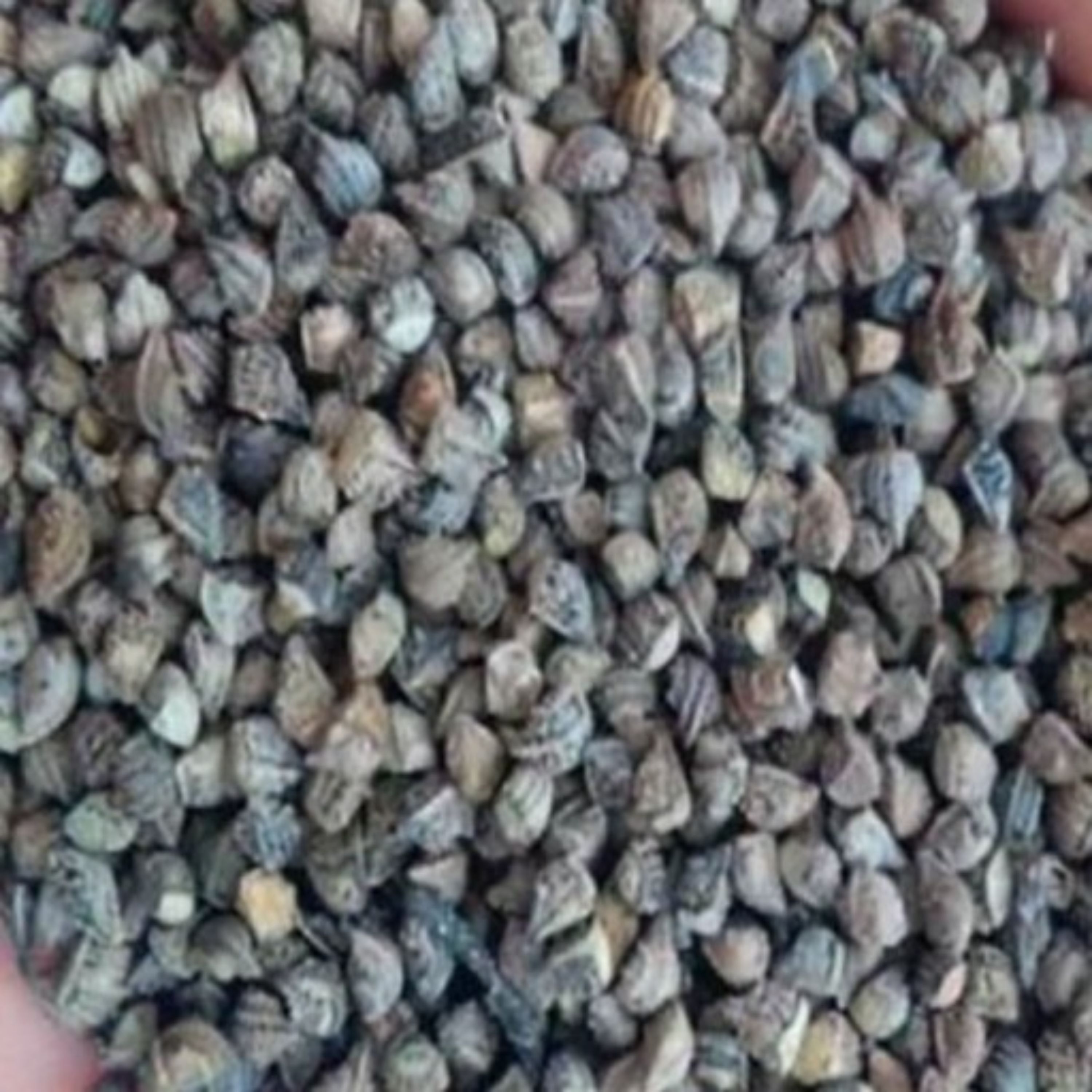 بذر گل گاوزبان