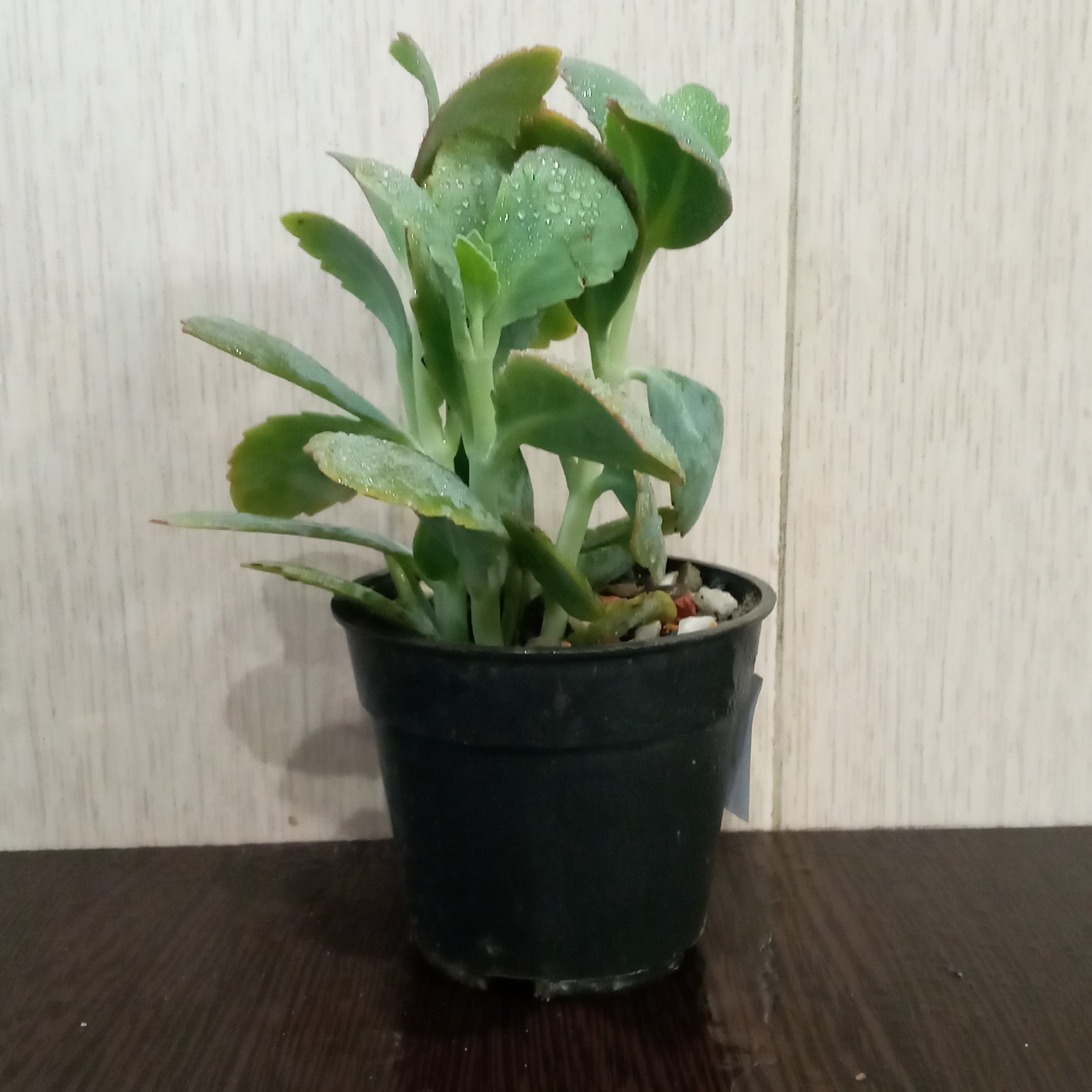 کالانکوئه مارموراتا