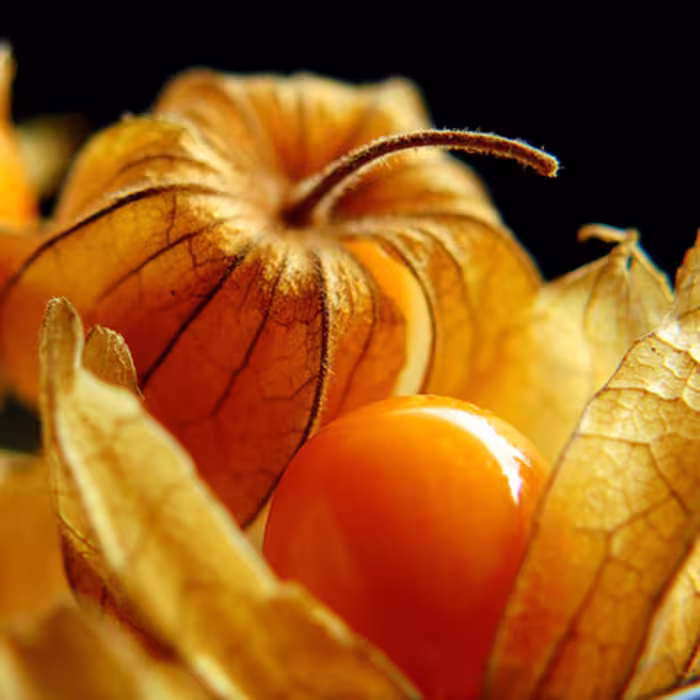 بذر فیسالیس غول هندی 10 عددی
