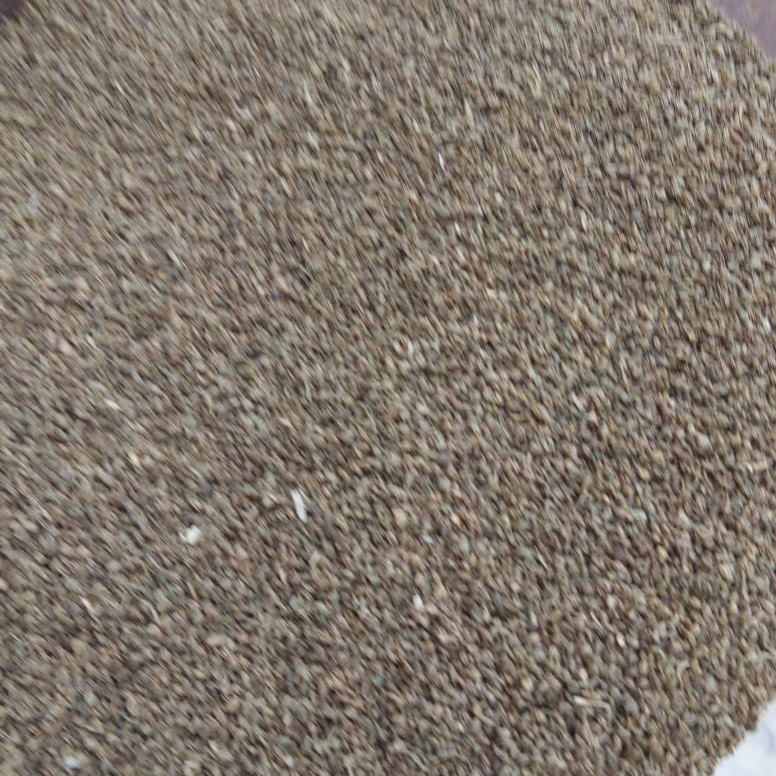 بذر کرفس 50 گرمی